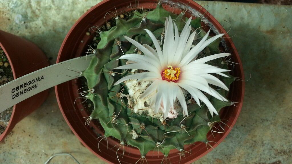Las 10 cactáceas más utilizadas en jardines y de fácil mantenimiento - Obregonita Las 10 cactáceas más utilizadas en jardines y de fácil mantenimiento - Obregonita