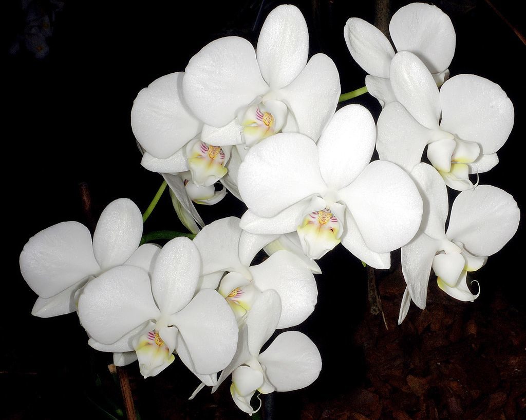 Phalaenopsis amabilis flores nacionales asiáticas