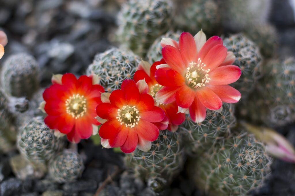 Las 10 cactáceas más utilizadas en jardines y de fácil mantenimiento - Ayloster Las 10 cactáceas más utilizadas en jardines y de fácil mantenimiento - Aylostera