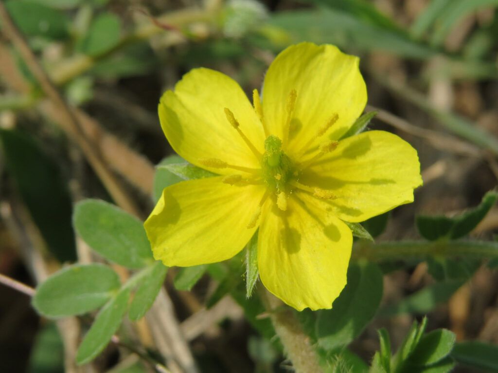 Tribulus Omanense flores nacionales asiáticas