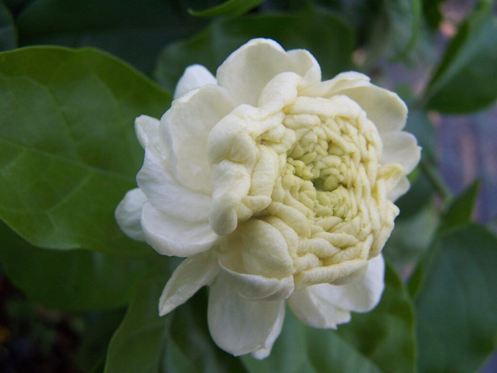 Jasminum Sambac flores nacionales asiáticas