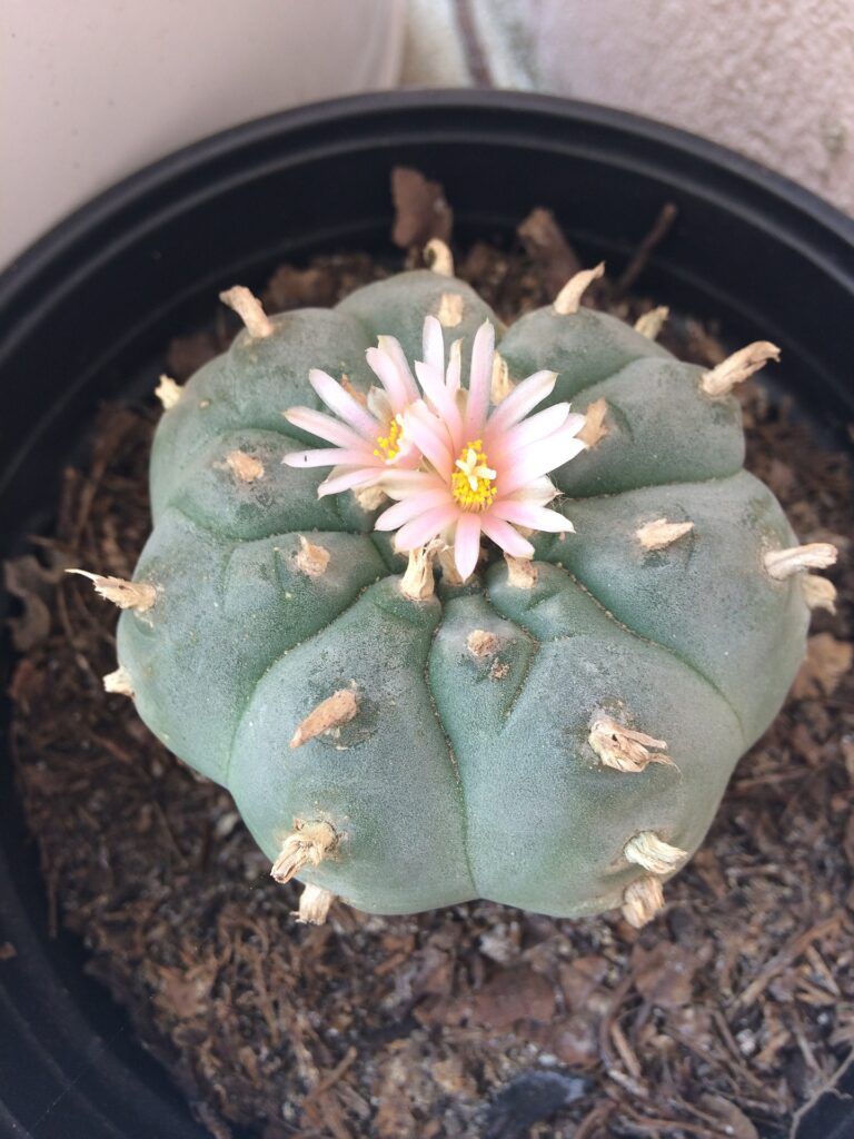 Las 10 cactáceas más utilizadas en jardines y de fácil mantenimiento - Falso peyote Las 10 cactáceas más utilizadas en jardines y de fácil mantenimiento - Falso peyote