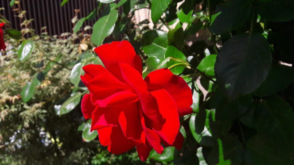 rosa flores nacionales asiáticas
