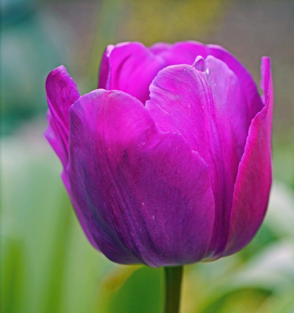 flores nacionales de Asia
