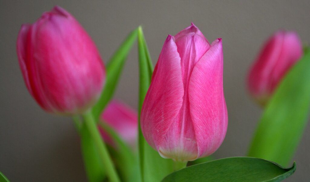 tulipán flores nacionales asiáticas