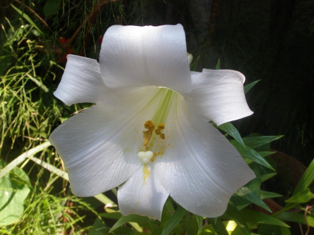 flores nacionales de Asia