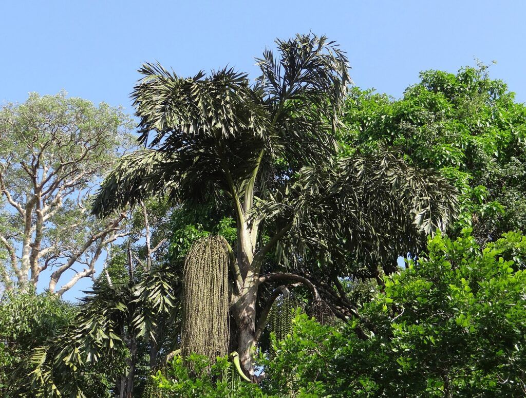 Las 11 palmeras más utilizadas en paisajismo y jardinería - Palmera de cola de pescado Las 11 palmeras más utilizadas en paisajismo y jardinería - Palmera de cola de pescado