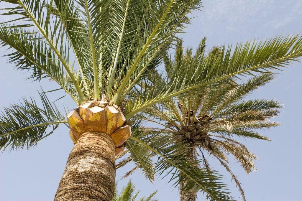 Las 11 palmeras más utilizadas en paisajismo y jardinería - Cocotero Las 11 palmeras más utilizadas en paisajismo y jardinería - Cocotero