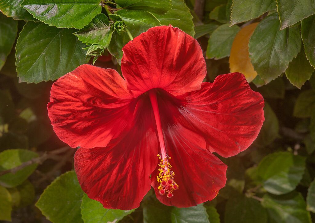 flores nacionales de Asia