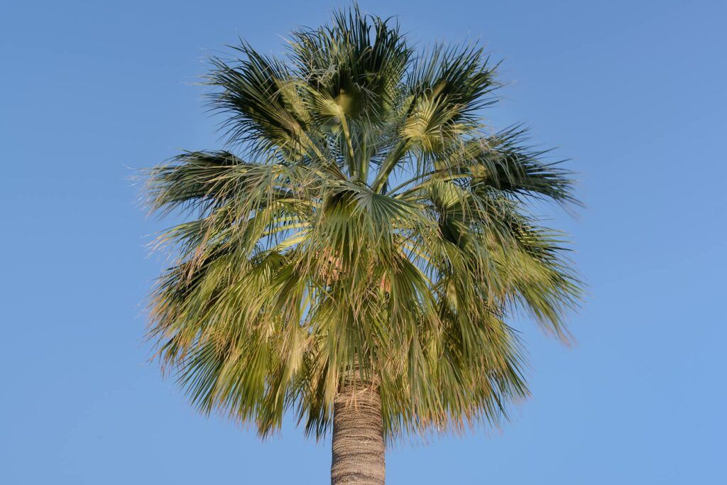 Palmeras - Palma de California Palmeras - Palma de California