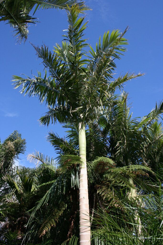 PALMERAS más utilizadas en paisajismo y jardinería - Palmera Real Australiana PALMERAS más utilizadas en paisajismo y jardinería - Palmera Real Australiana