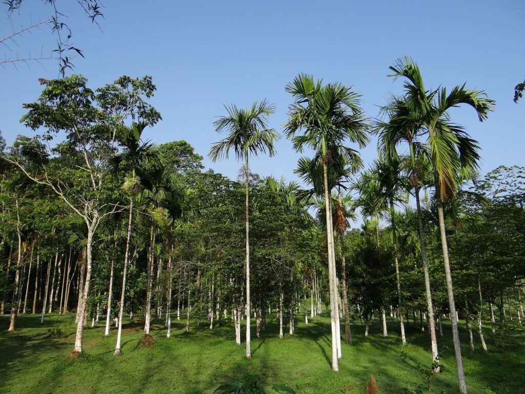 Palmeras - Palma areca Palmeras - Palma areca