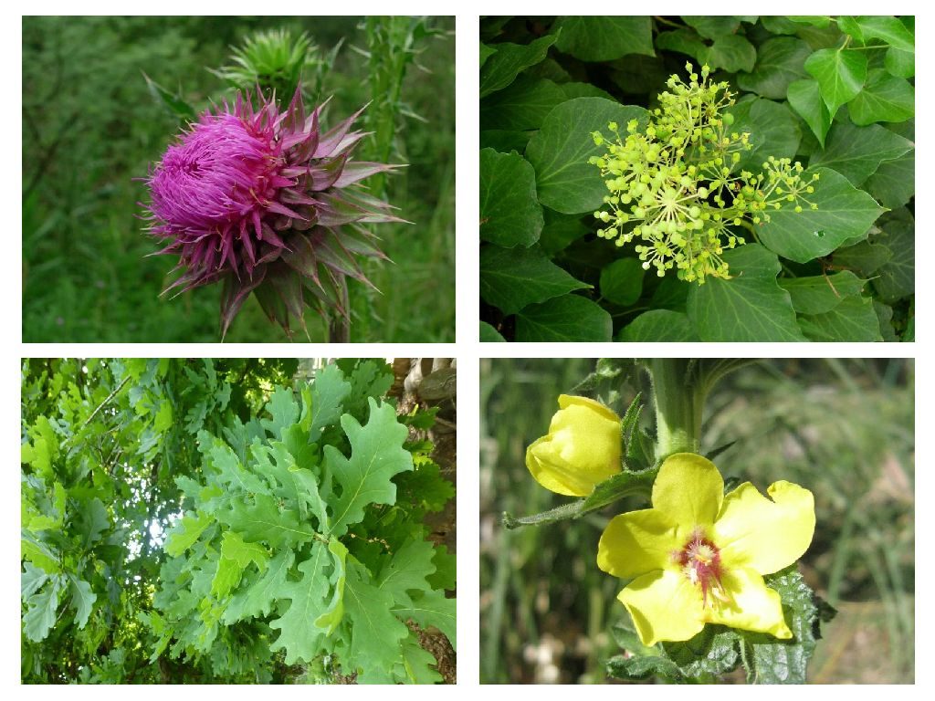 especies nativas