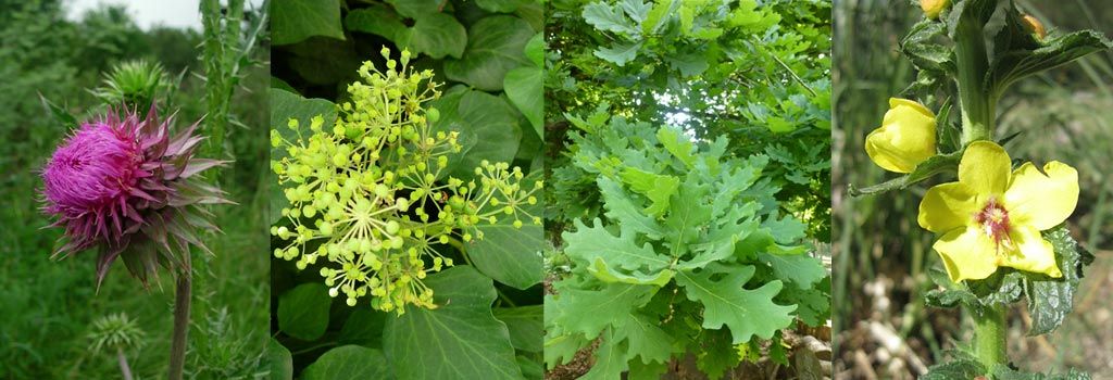 Curso Diseño de Espacios Verdes Sustentables con Plantas Nativas