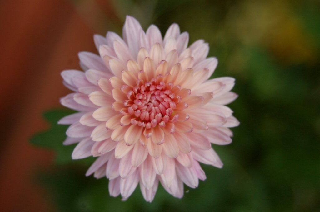 flores nacionales de Asia