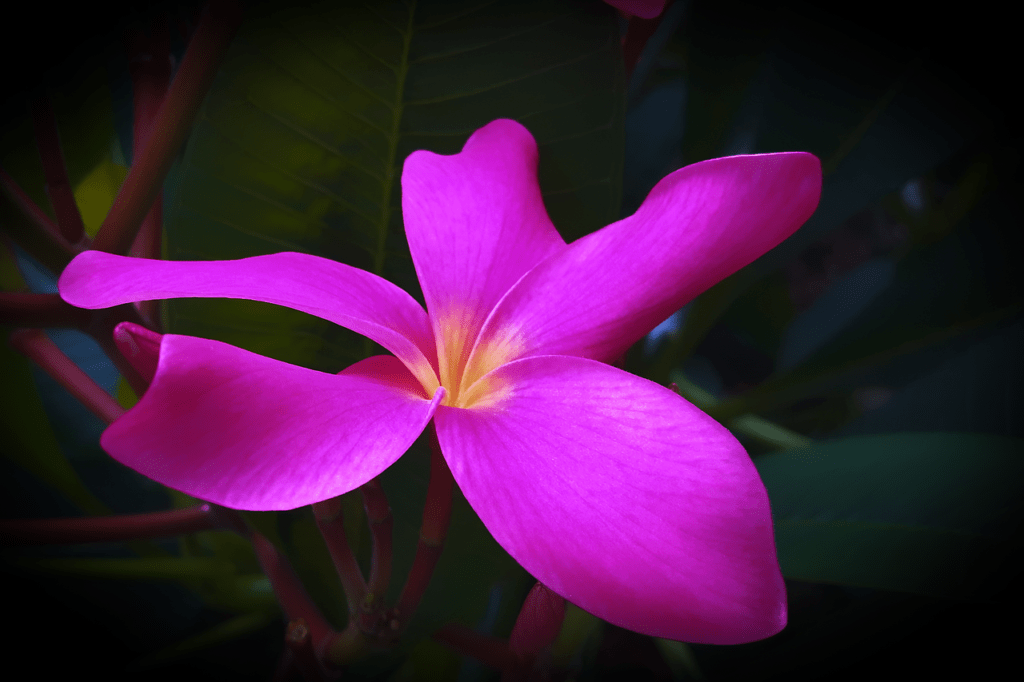 flores nacionales de Asia