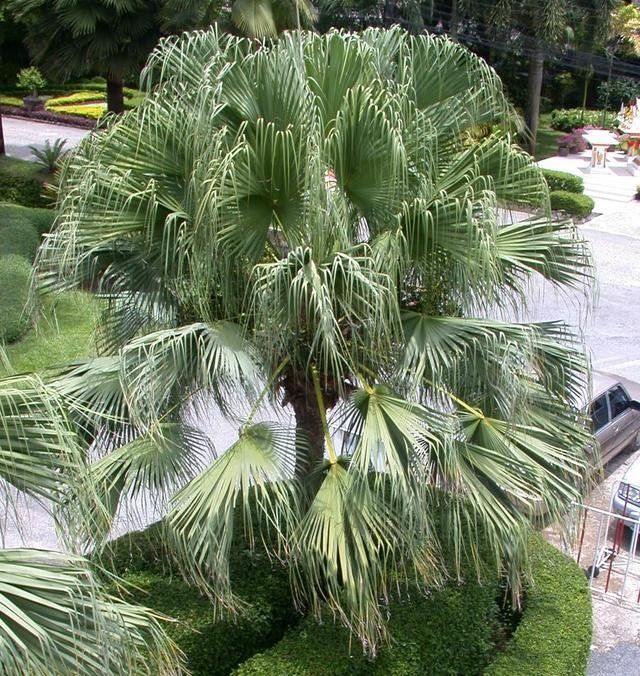 Las 11 palmeras más utilizadas en paisajismo y jardinería - Palmera de abanico china Las 11 palmeras más utilizadas en paisajismo y jardinería - Palmera de abanico china