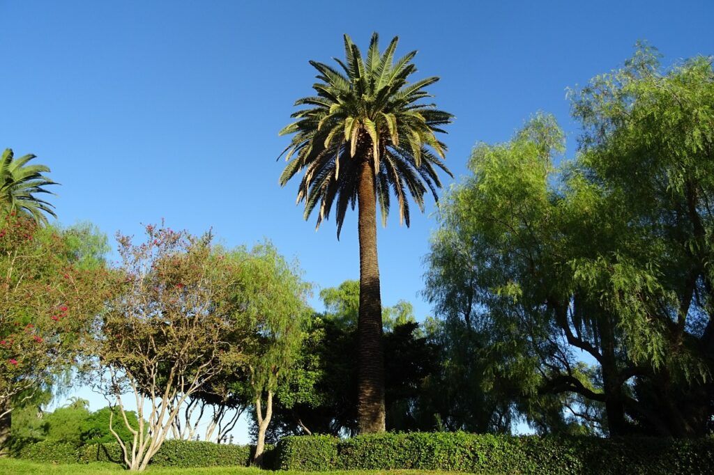 Palmas más usadas en el jardín - Palmera de Canarias Palmas más usadas en el jardín - Palmera de Canarias