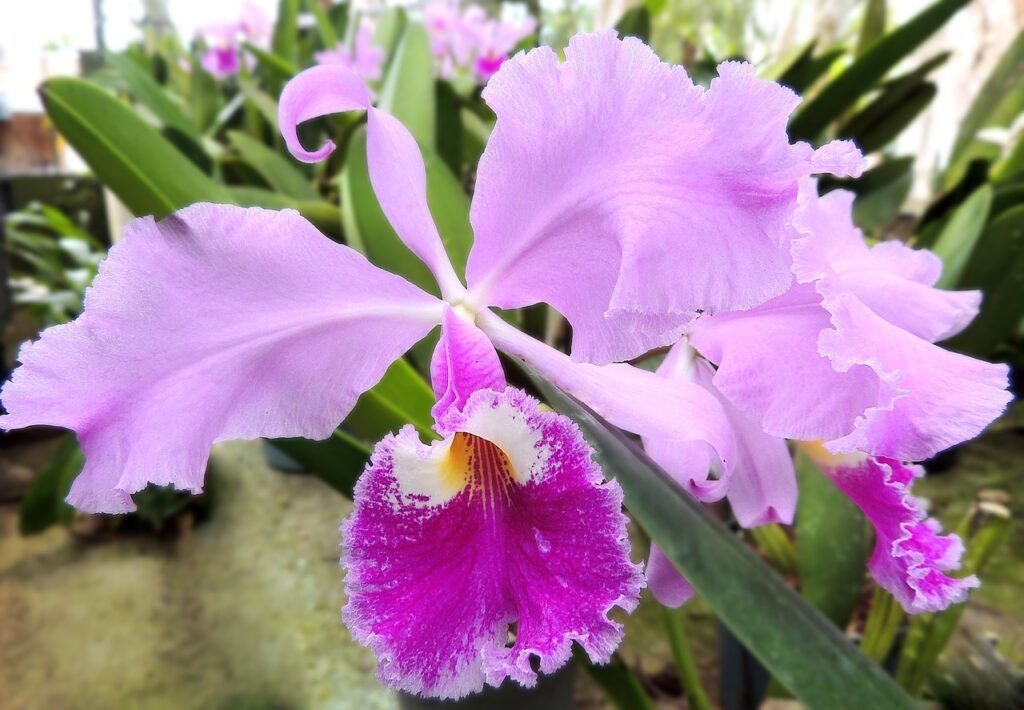Planta exótica más usadas en jardines tropicales - Orquídea Planta exótica más usadas en jardines tropicales - Orquídea