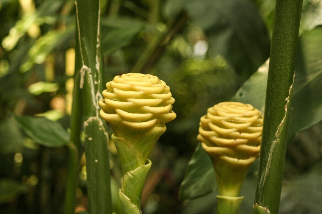 Planta exótica más usadas en jardines tropicales - Flor de maraca Planta exótica más usadas en jardines tropicales - Flor de maraca