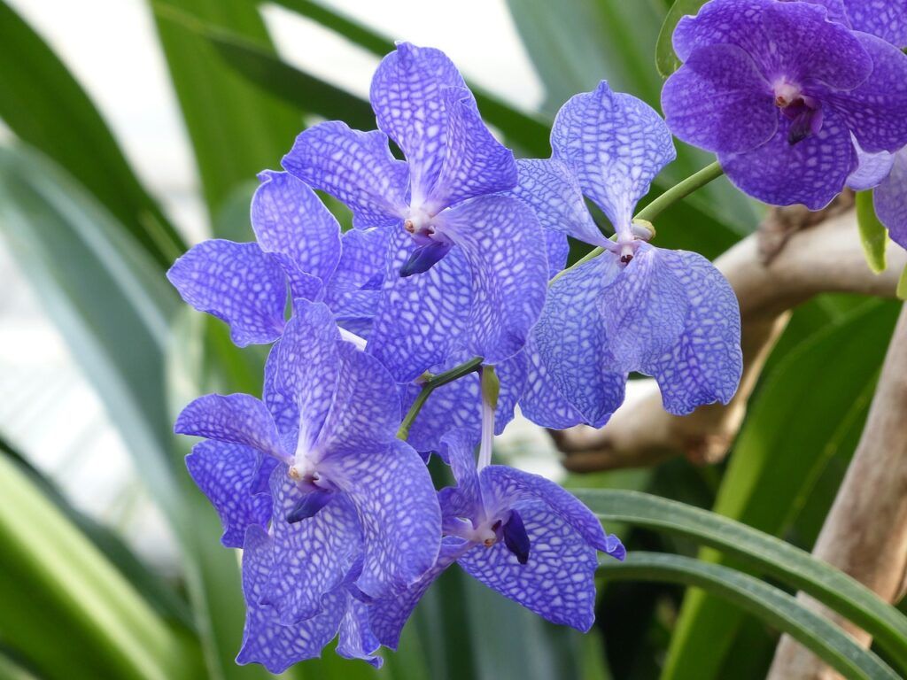 flores nacionales de Asia