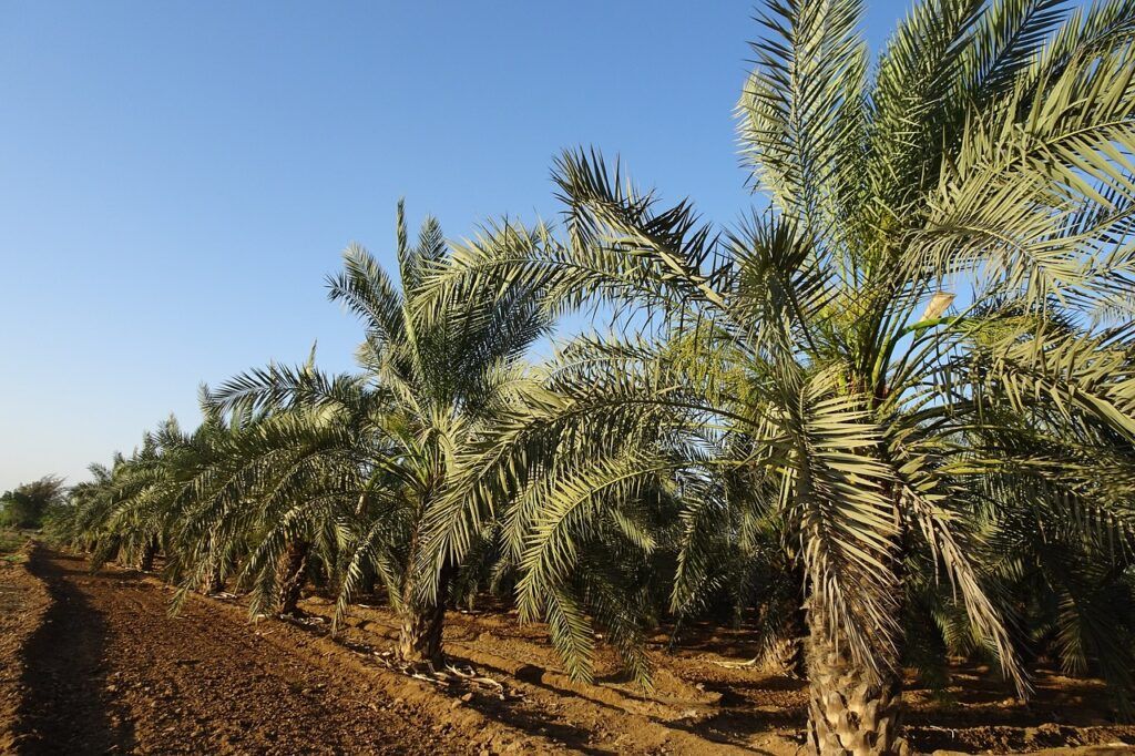 Plantas exóticas más usadas en jardines tropicales - Palmera enana Plantas exóticas más usadas en jardines tropicales - Palmera enana