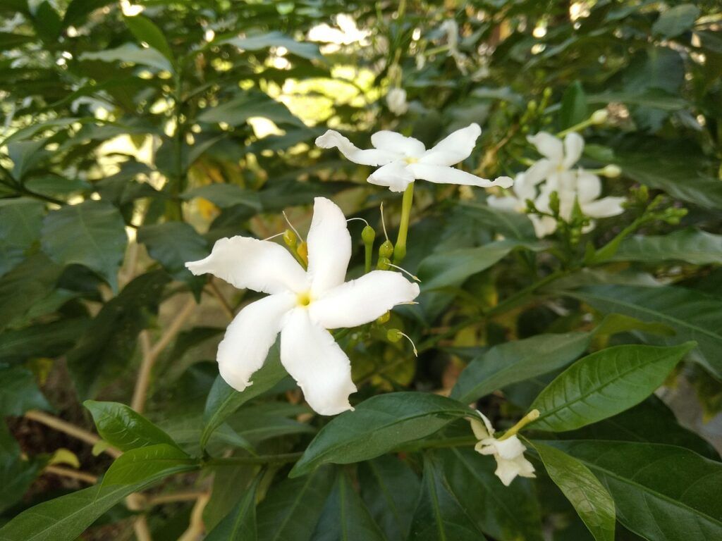 flores nacionales de Asia