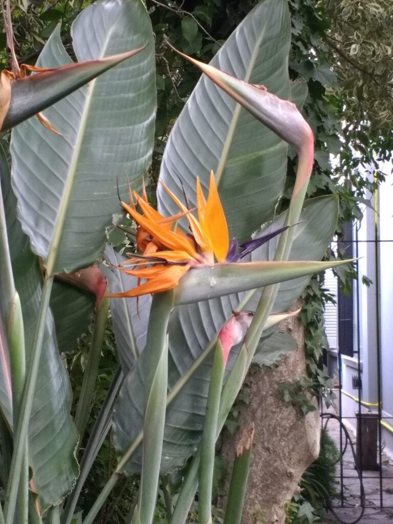 Planta exótica más usadas en jardines tropicales - Ave del paraíso Planta exótica más usadas en jardines tropicales - Ave del paraíso