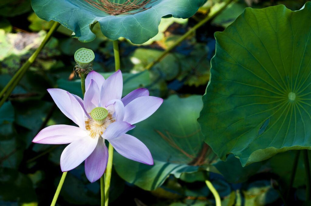  Jardines de Suzhou