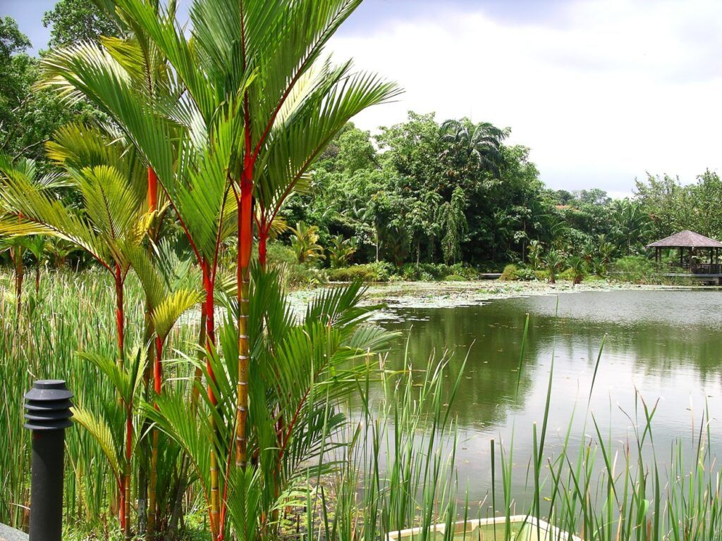 Jardín Botánico de Singapur
