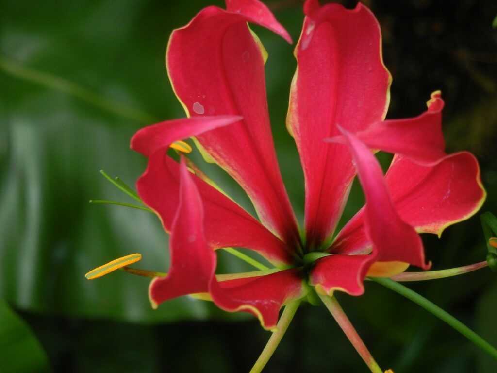 flores nacionales de África