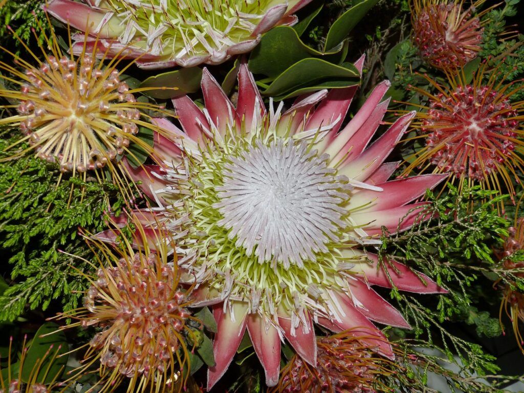flores nacionales de África
