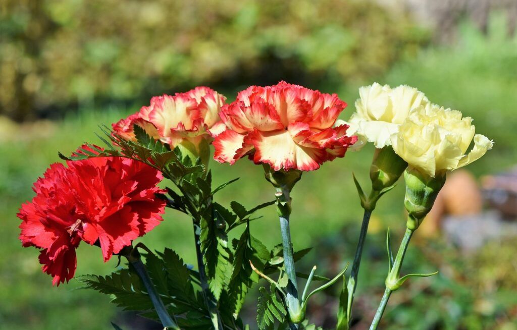 flores nacionales de África