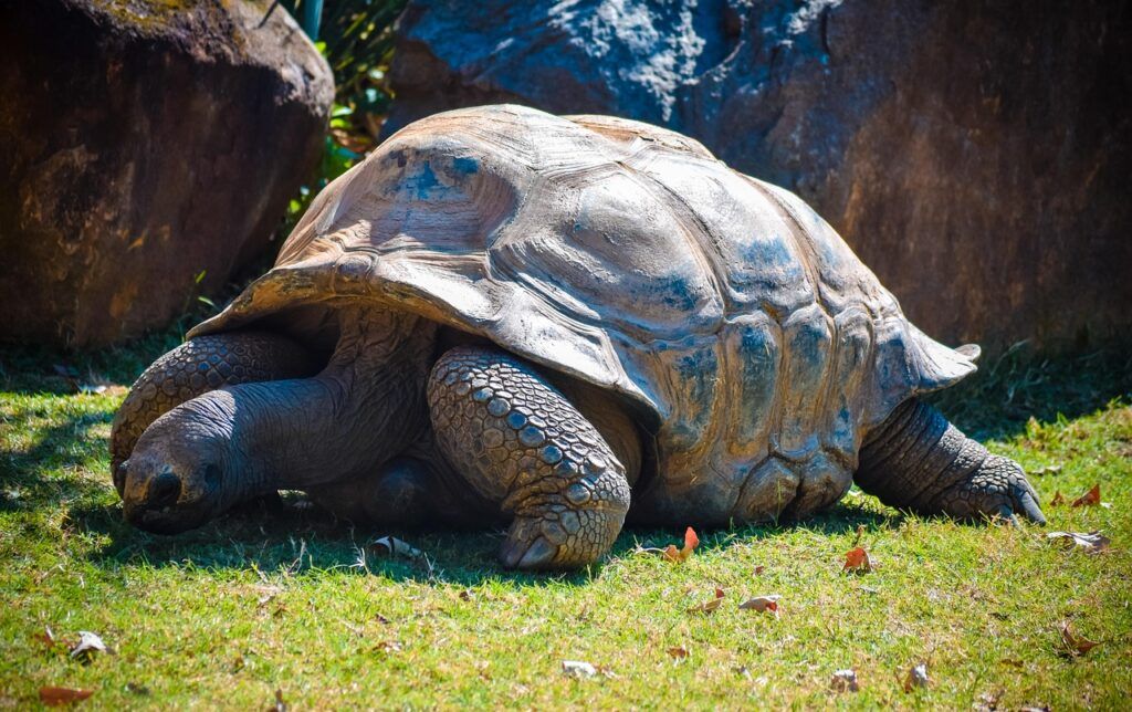 Galápagos