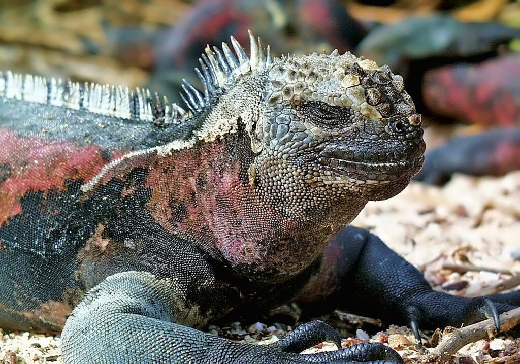 Galápagos