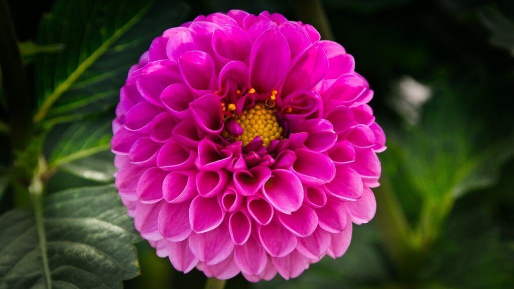 plantas ornamentales