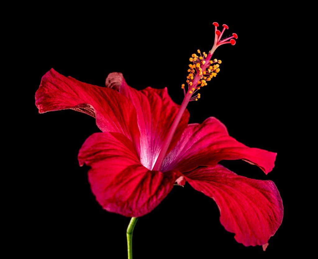 plantas ornamentales