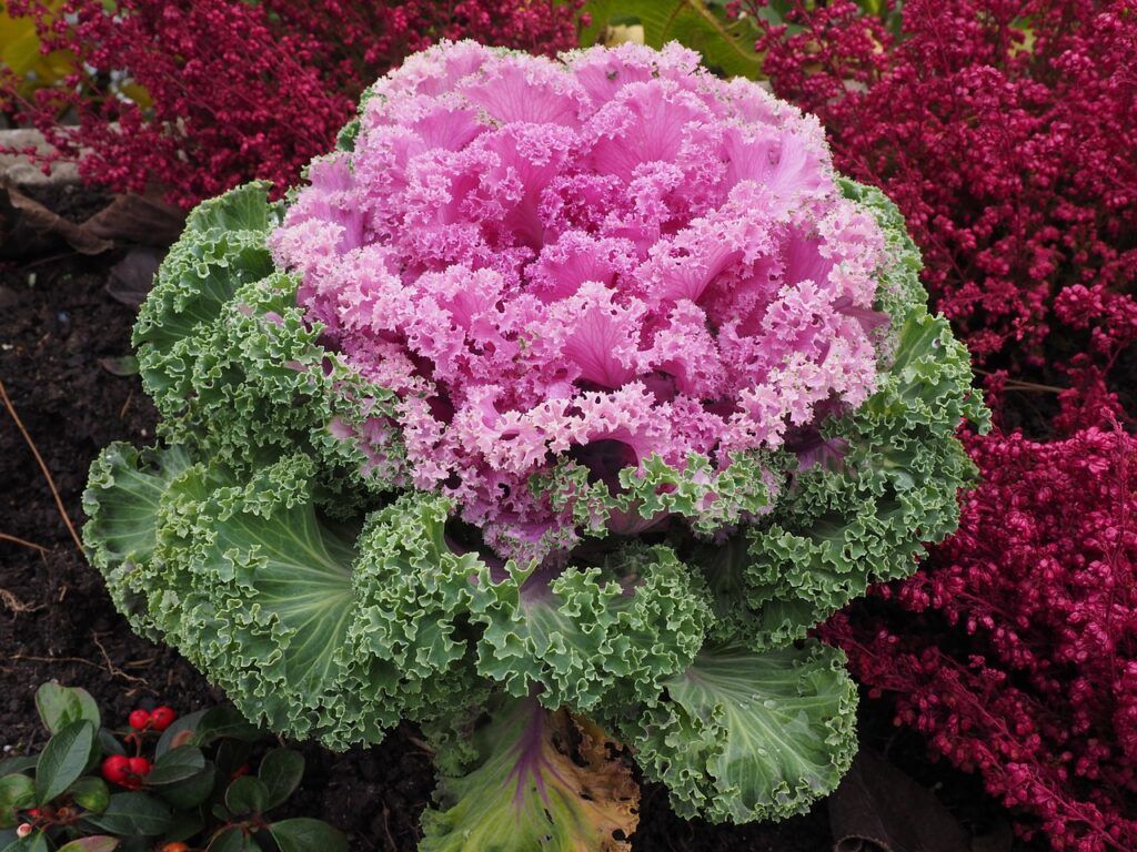 plantas ornamentales