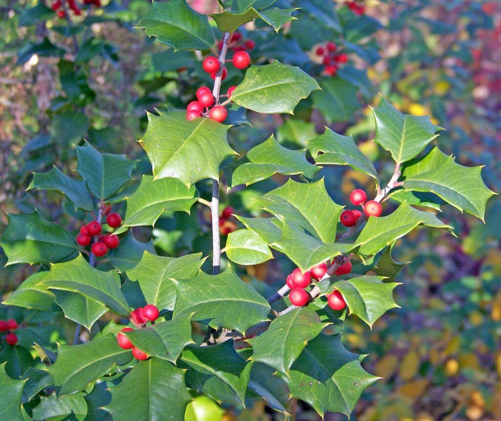 FLORA ideal para decoraciones navideñas - Acebo FLORA ORNAMENTAL ideal para decoraciones navideñas - Acebo