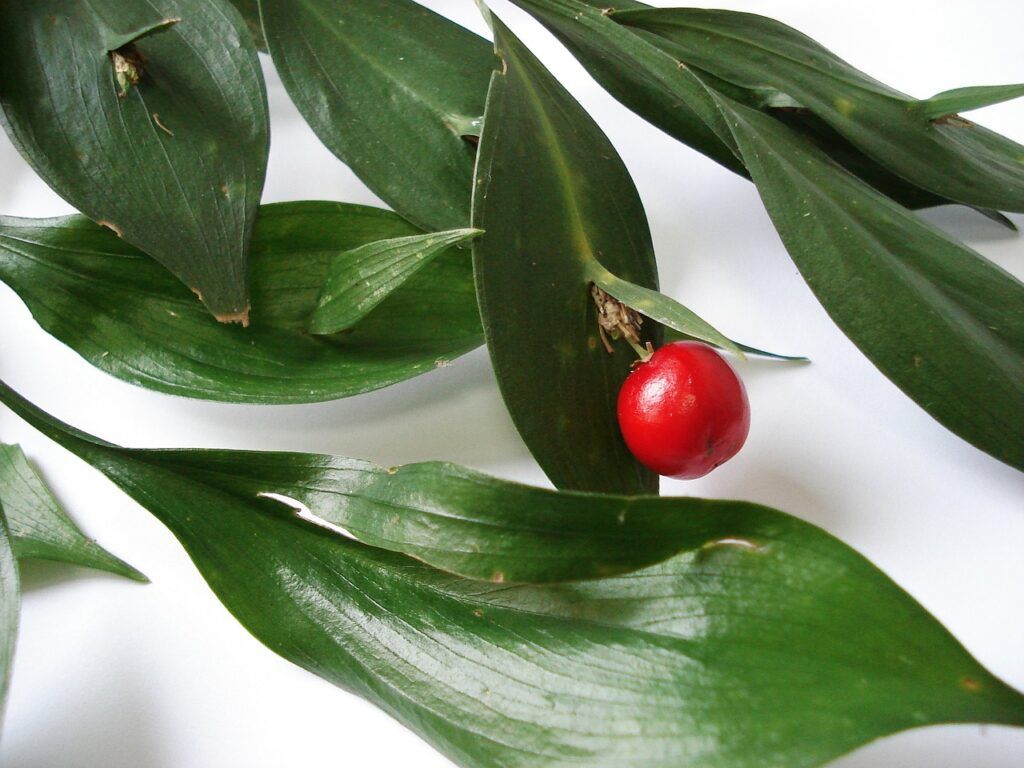 PLANTAS ORNAMENTALES ideales para decoraciones navideñas - Rusco PLANTAS ORNAMENTALES ideales para decoraciones navideñas - Rusco