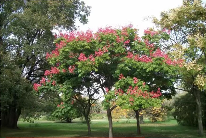 Jardín Botánico de Montevideo