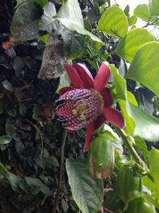 jardín vertical
