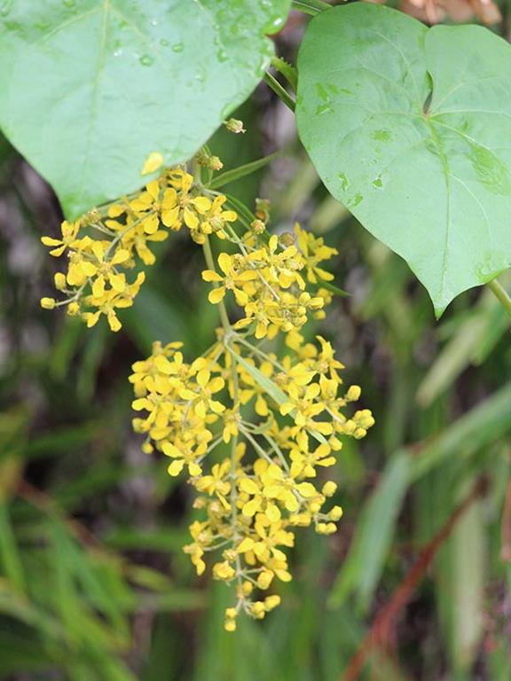 Importancia de las plantas nativas como recursos para la construcción de jardines verticales Importancia de las plantas nativas como recursos para la construcción de jardines verticales