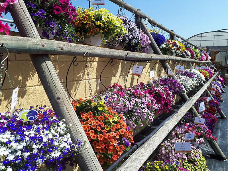 Iberflora y Viridalia