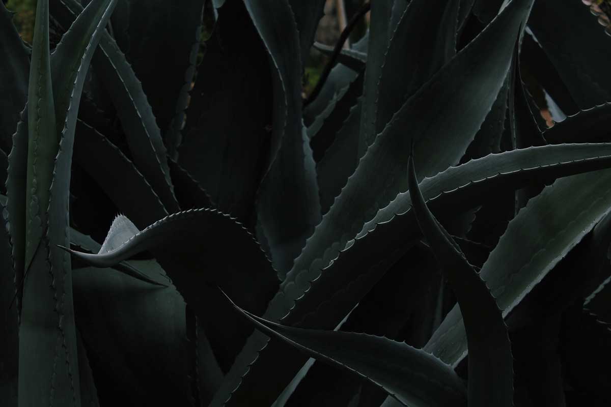 Razones para crear jardines verticales con plantas medicinales (Sábila o Aloe vera)