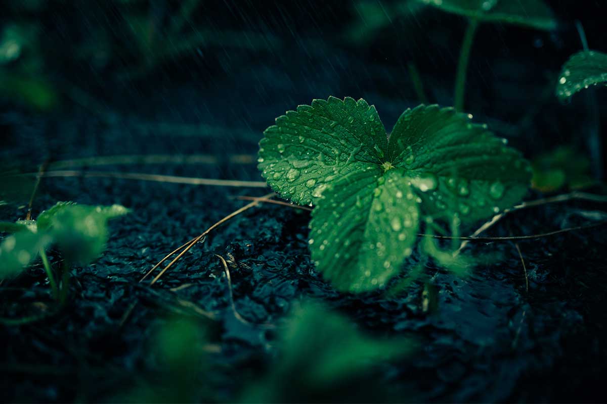 Razones para crear jardines verticales con plantas medicinales