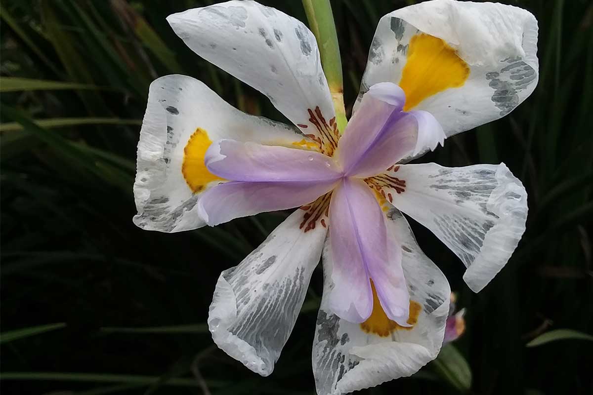Importancia de las plantas nativas en la creación de hábitats para la fauna local Importancia de las plantas nativas en la creación de hábitats para la fauna local