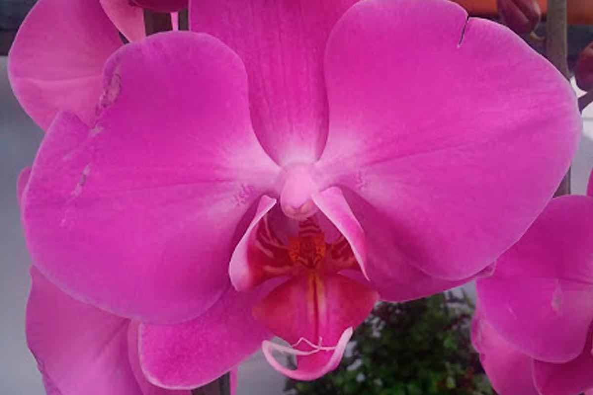 10 plantas para jardinería vertical en interiores 10 plantas ideales para jardinería vertical en interiores