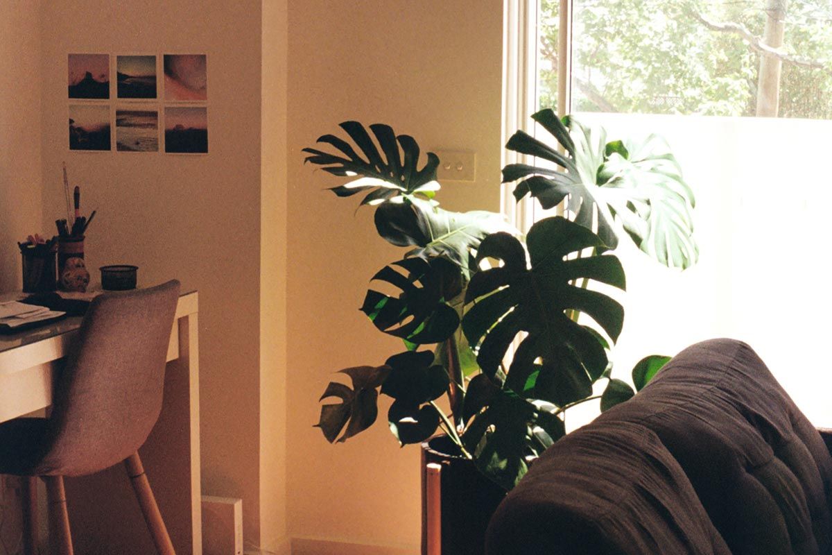 10 plantas ideales para jardinería vertical en interiores 10 plantas ideales para jardinería vertical en interiores