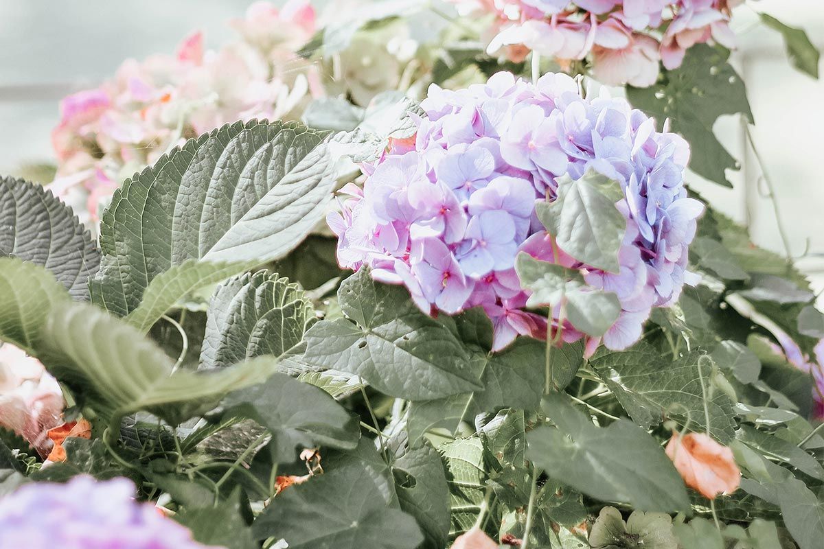 10 plantas ideales para jardinería vertical en interiores 10 plantas ideales para jardinería vertical en interiores